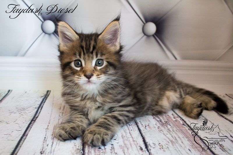 Faydark Diesel - Kitten maine-coon 1 month 2 weeks