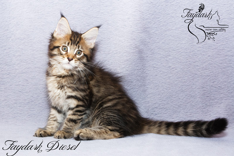 Faydark Diesel - Kitten maine-coon 2 months