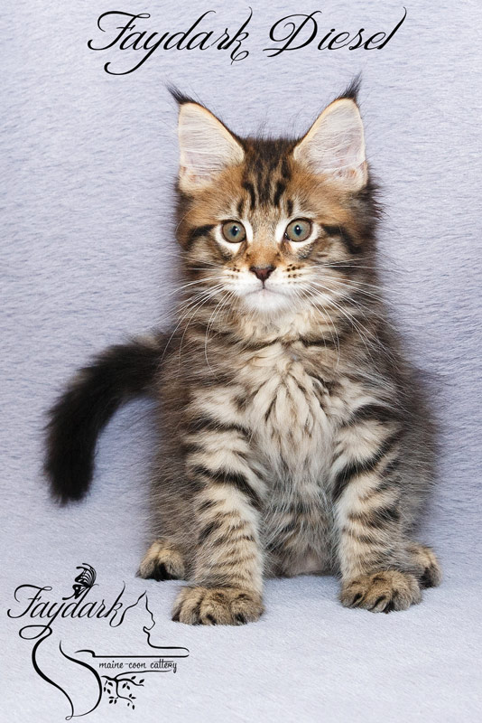 Faydark Diesel - Kitten maine-coon 2 months