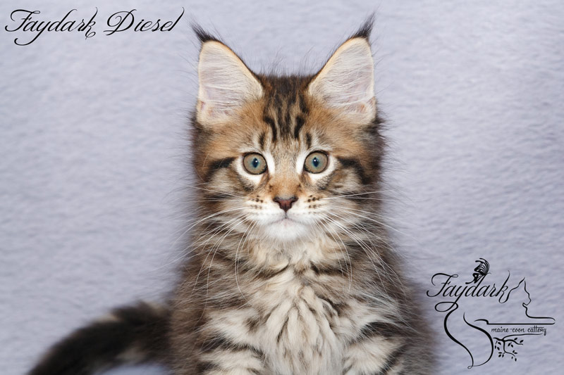 Faydark Diesel - Kitten maine-coon 2 months