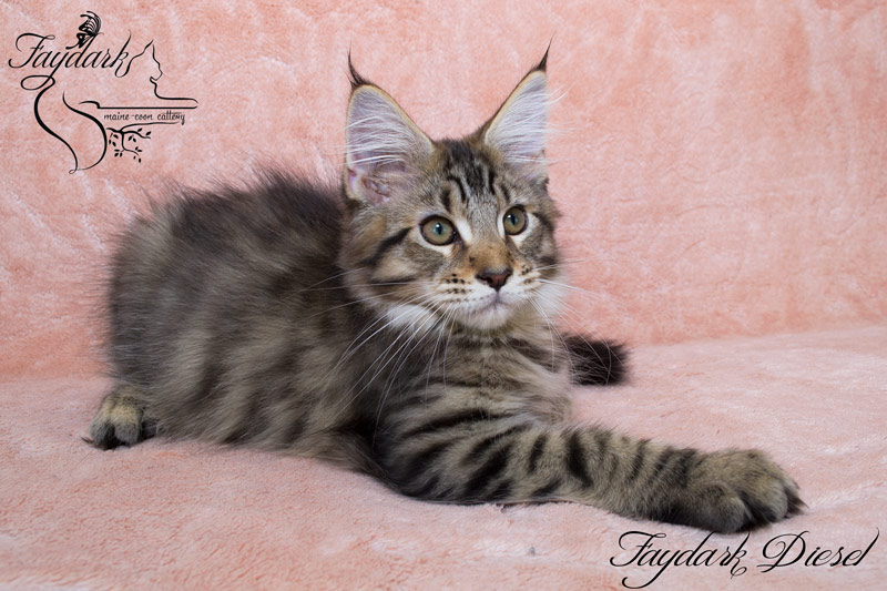Faydark Diesel - Kitten maine-coon 3 months