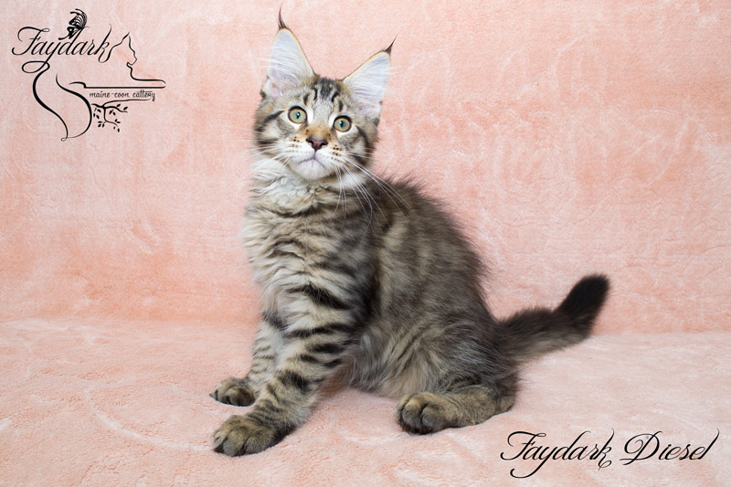 Faydark Diesel - Kitten maine-coon 3 months