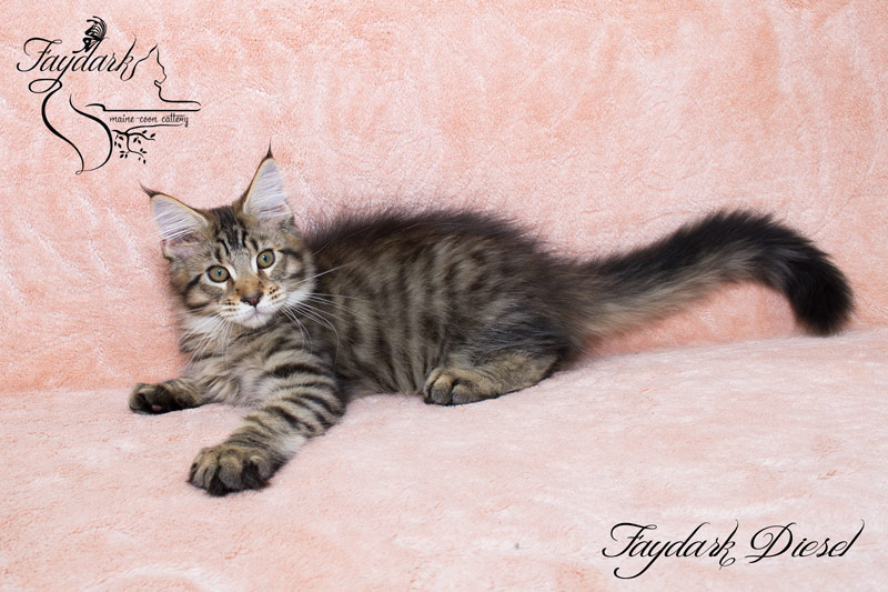 Faydark Diesel - Kitten maine-coon 3 months