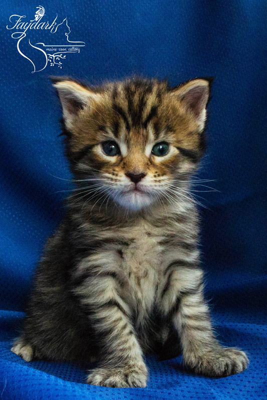 Faydark Diesel - Kitten maine-coon 3 weeks