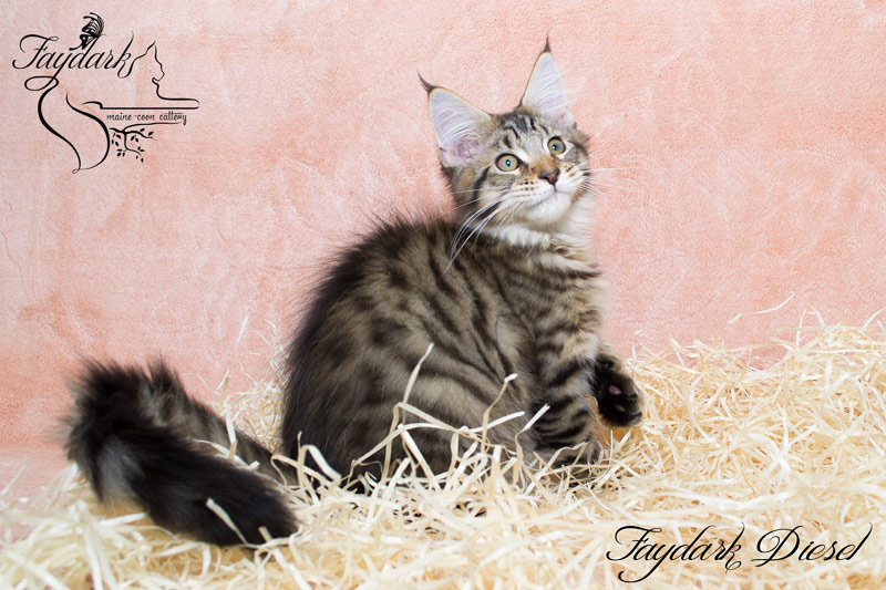 Faydark Diesel - Kitten maine-coon 3 months