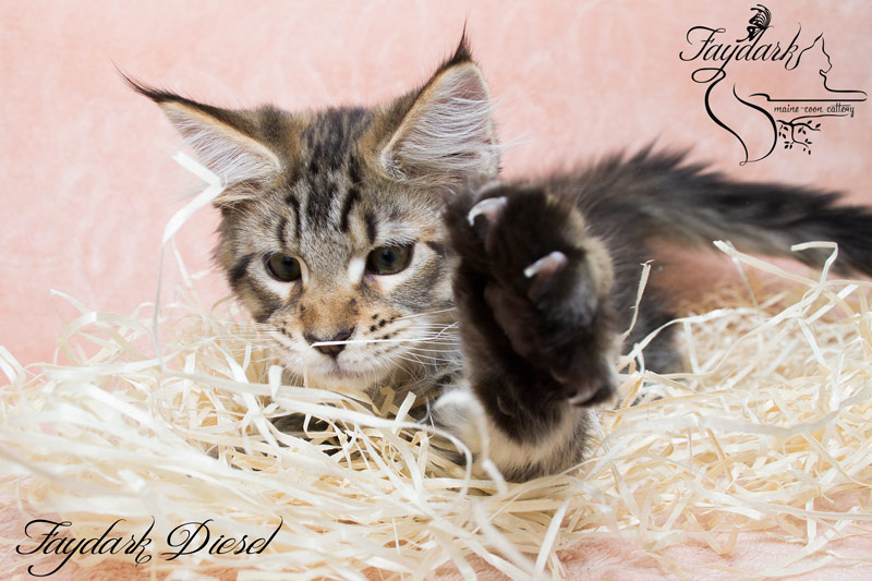 Faydark Diesel - Kitten maine-coon 3 months