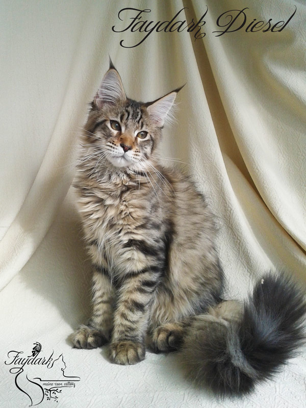 Faydark Diesel - Kitten maine-coon 3 months 3 weeks