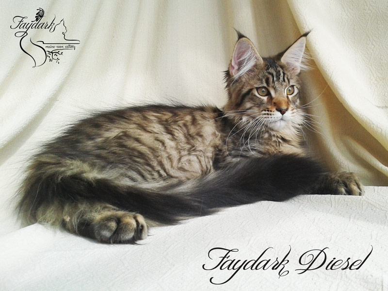 Faydark Diesel - Kitten maine-coon 3 months 3 weeks