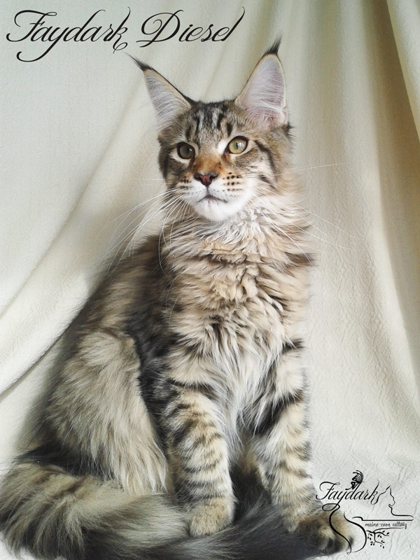 Faydark Diesel - Kitten maine-coon 3 months 3 weeks