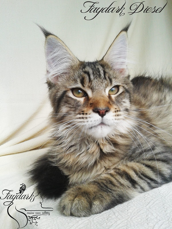 Faydark Diesel - Kitten maine-coon 3 months 3 weeks