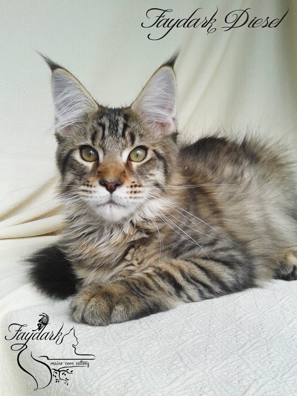 Faydark Diesel - Kitten maine-coon 3 months 3 weeks