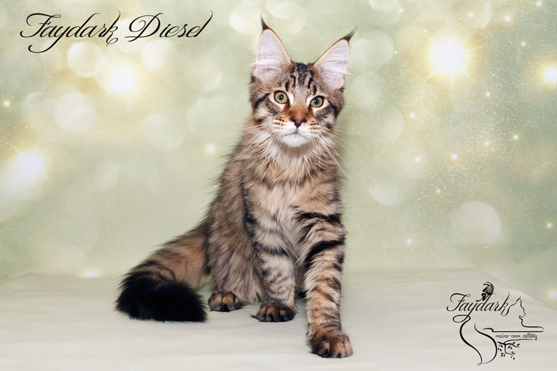 Faydark Diesel - Kitten maine-coon 4 months