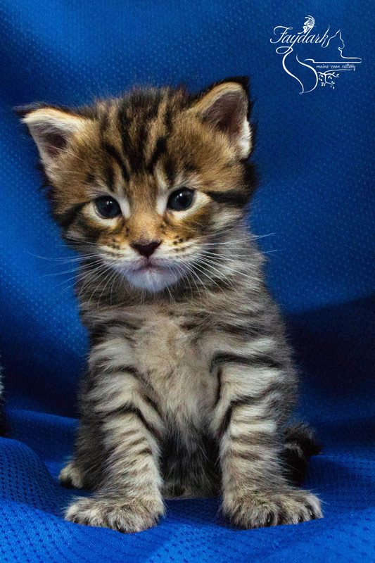 Faydark Diesel - Kitten maine-coon 3 weeks