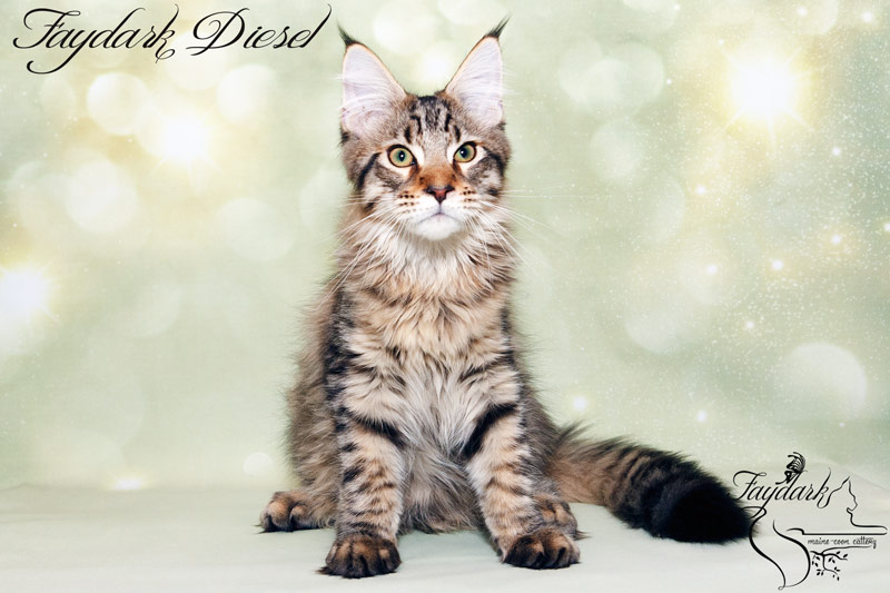 Faydark Diesel - Kitten maine-coon 4 months