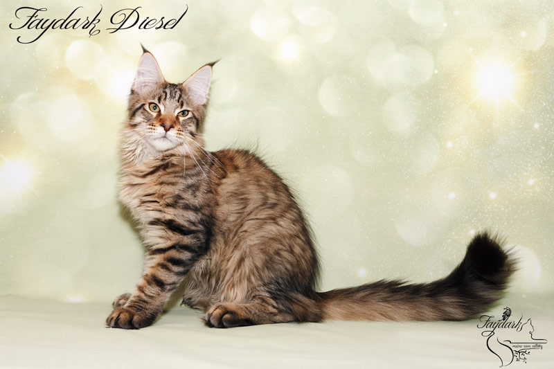 Faydark Diesel - Kitten maine-coon 4 months
