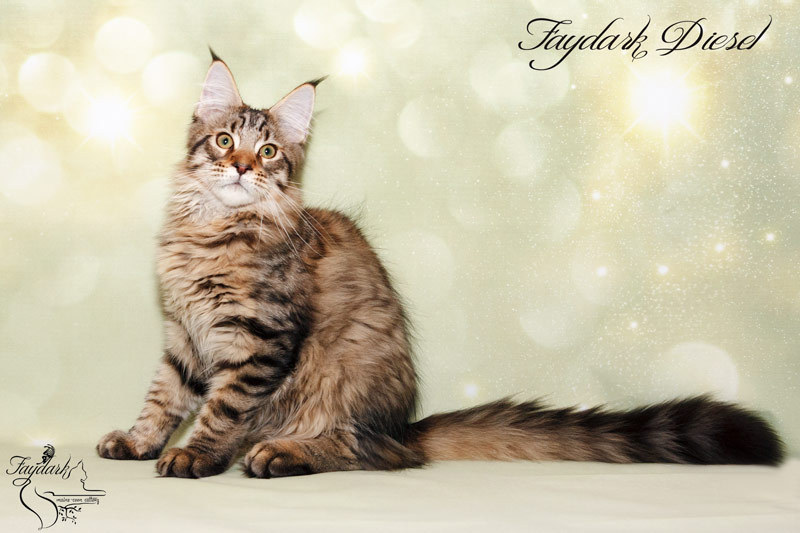 Faydark Diesel - Kitten maine-coon 4 months