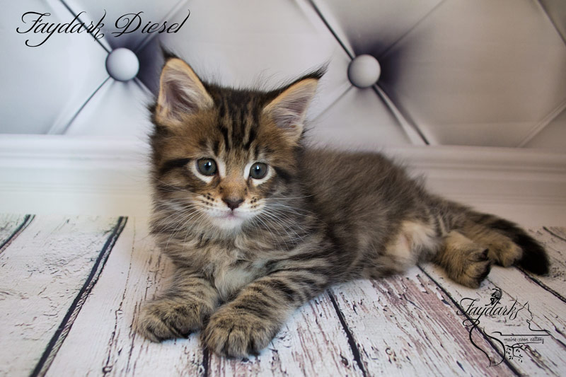 Faydark Diesel - Kitten maine-coon 1 month 2 weeks