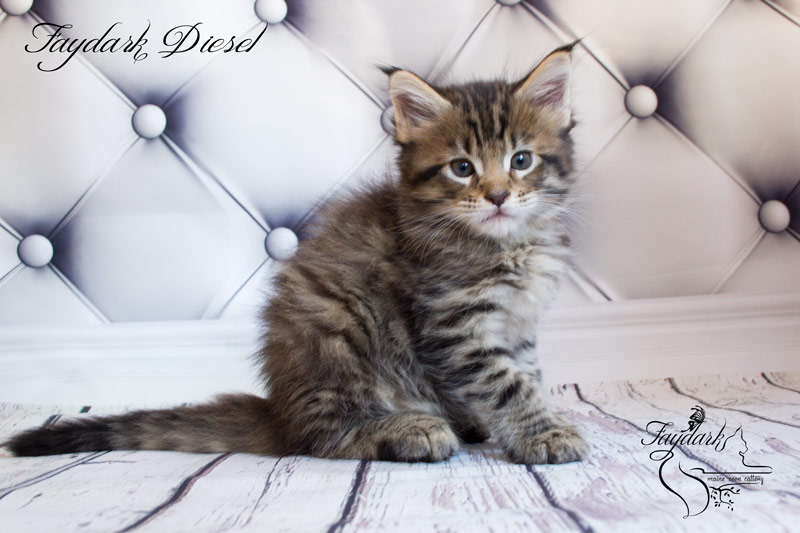 Faydark Diesel - Kitten maine-coon 1 month 2 weeks