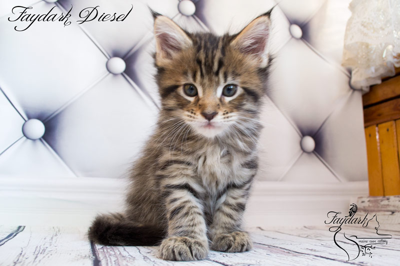 Faydark Diesel - Kitten maine-coon 1 month 2 weeks