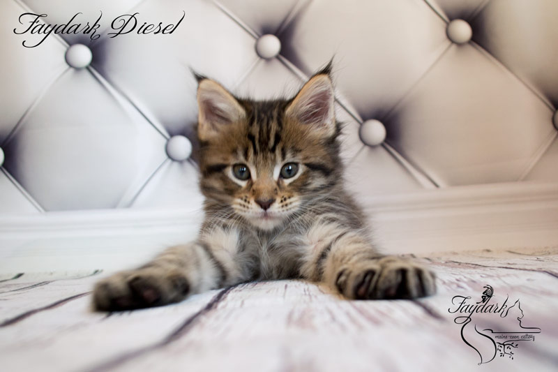 Faydark Diesel - Kitten maine-coon 1 month 2 weeks