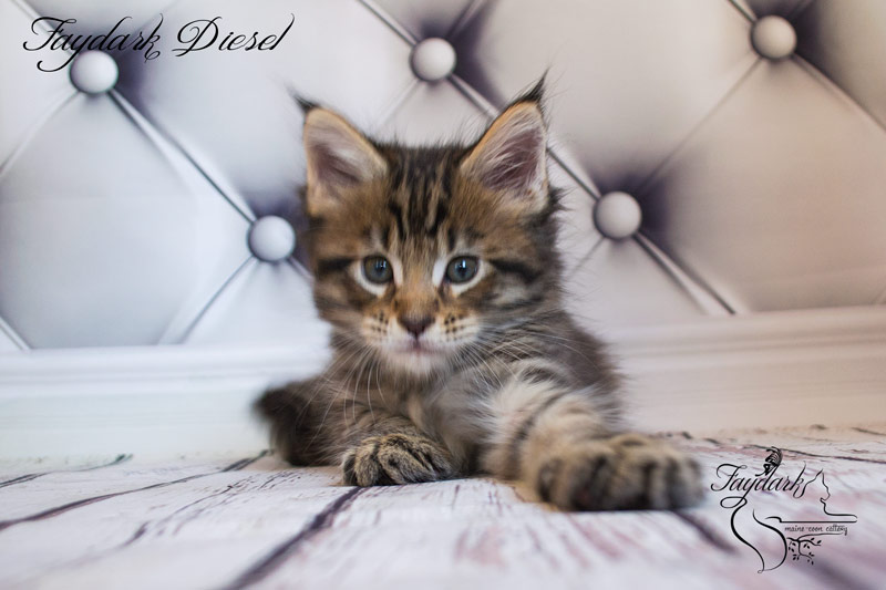 Faydark Diesel - Kitten maine-coon 1 month 2 weeks