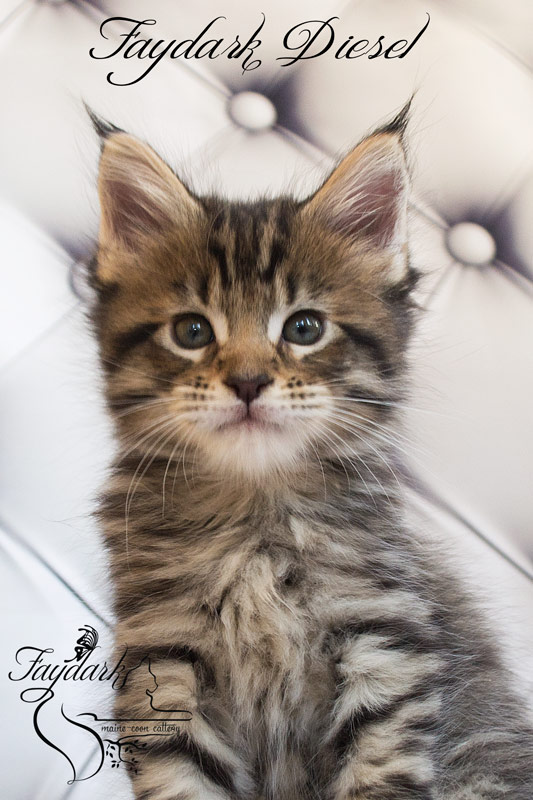 Faydark Diesel - Kitten maine-coon 1 month 2 weeks