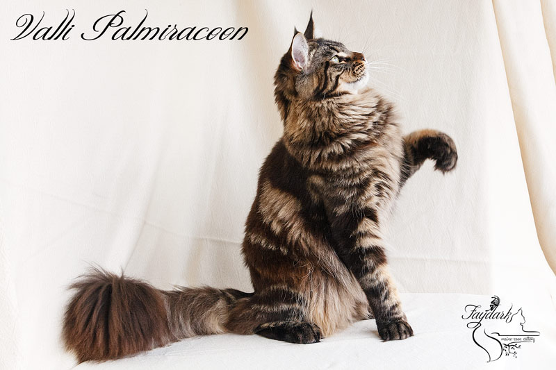 Valli Palmiracoon - Adult maine-coon 1 year