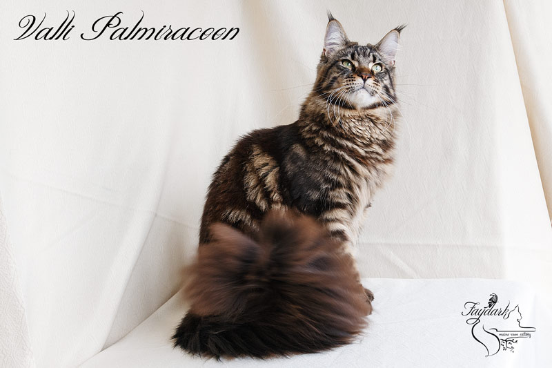 Valli Palmiracoon - Adult maine-coon 1 year