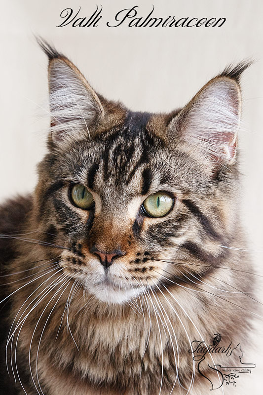 Valli Palmiracoon - Adult maine-coon 1 year