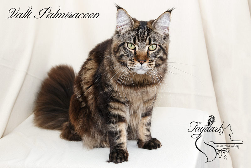 Valli Palmiracoon - Adult maine-coon 1 year
