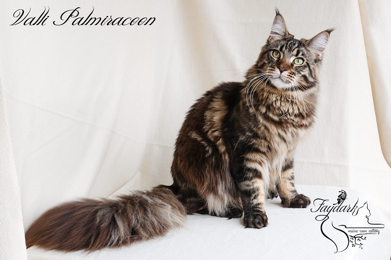 Valli Palmiracoon - Adult maine-coon 1 year