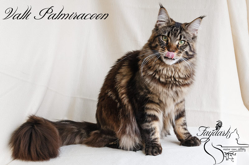 Valli Palmiracoon - Adult maine-coon 1 year