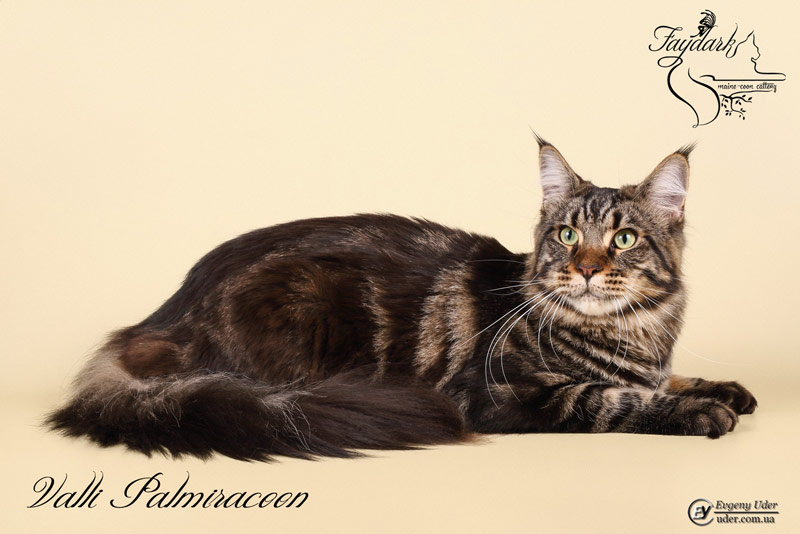 Valli Palmiracoon - Adult maine-coon 1 year 2 months