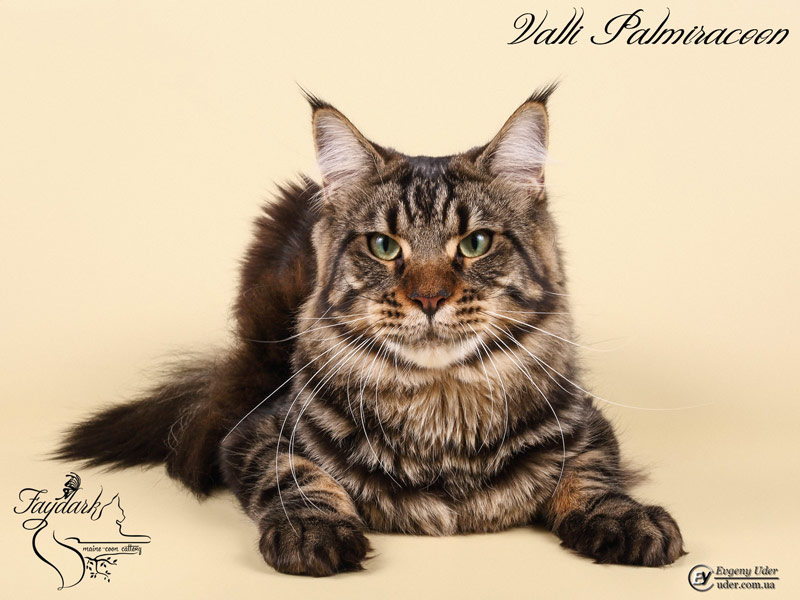 Valli Palmiracoon - Adult maine-coon 1 year 2 months