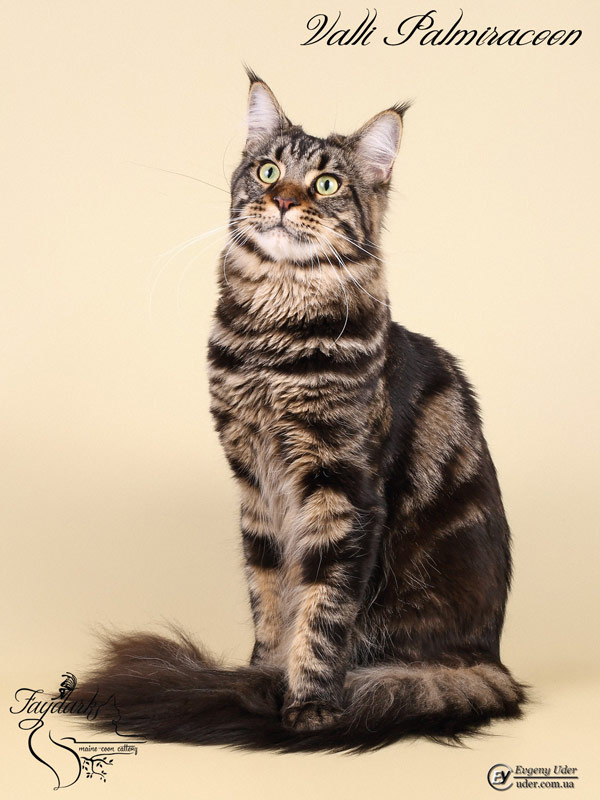 Valli Palmiracoon - Adult maine-coon 1 year 2 months