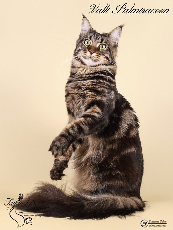 Valli Palmiracoon - Adult maine-coon 1 year 2 months