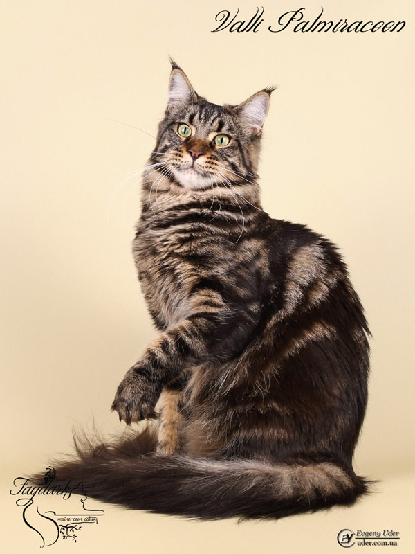 Valli Palmiracoon - Adult maine-coon 1 year 2 months