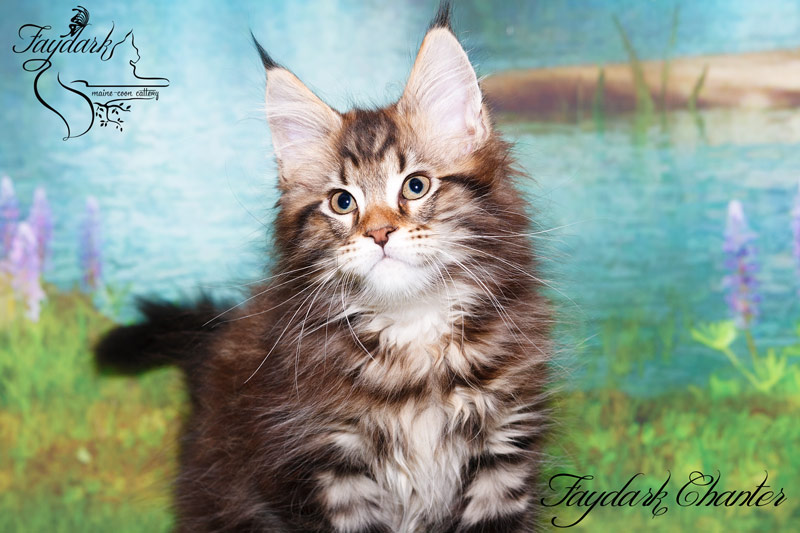 Faydark Chanter - Кошеня мейн-кун 2,5 місяця