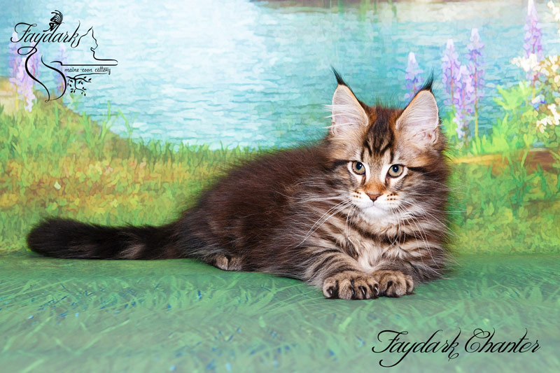 Faydark Chanter - Кошеня мейн-кун 2,5 місяця
