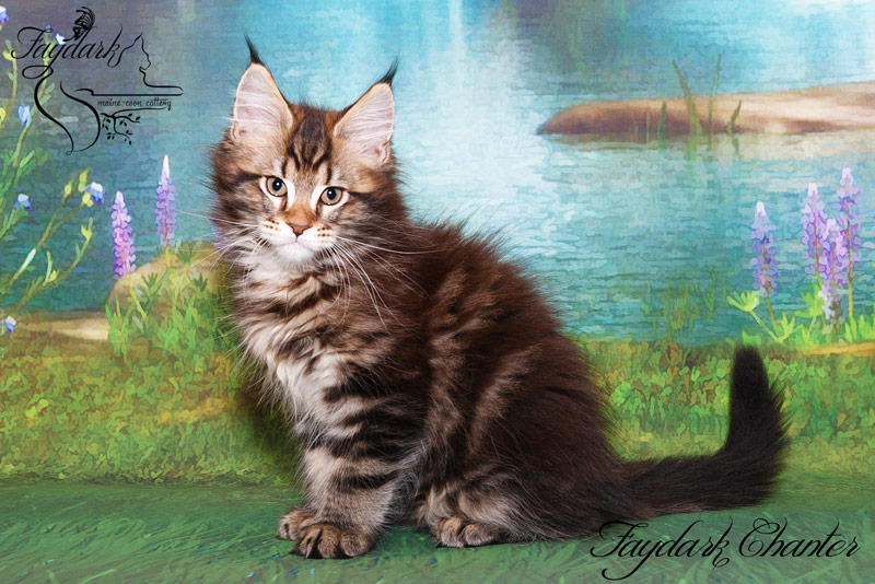 Faydark Chanter - Кошеня мейн-кун 2,5 місяця