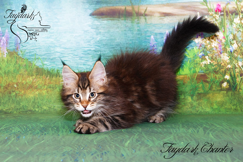 Faydark Chanter - Кошеня мейн-кун 2,5 місяця