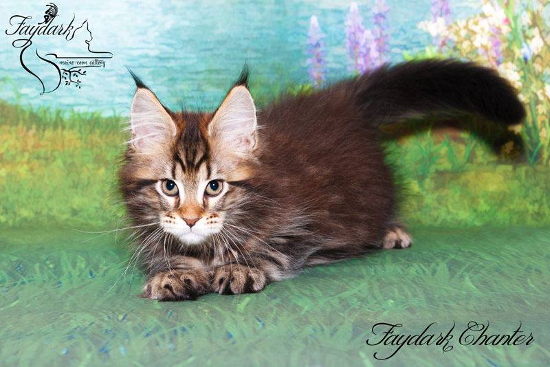 Faydark Chanter - Кошеня мейн-кун 2,5 місяця
