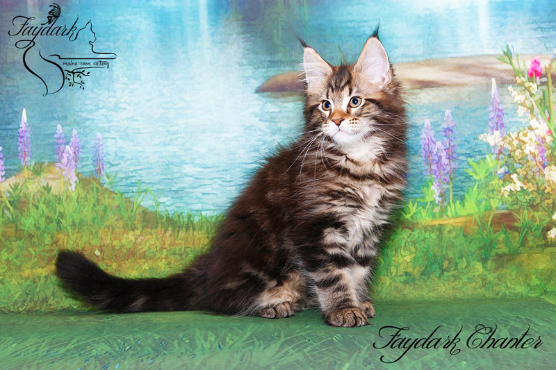 Faydark Chanter - Кошеня мейн-кун 2,5 місяця