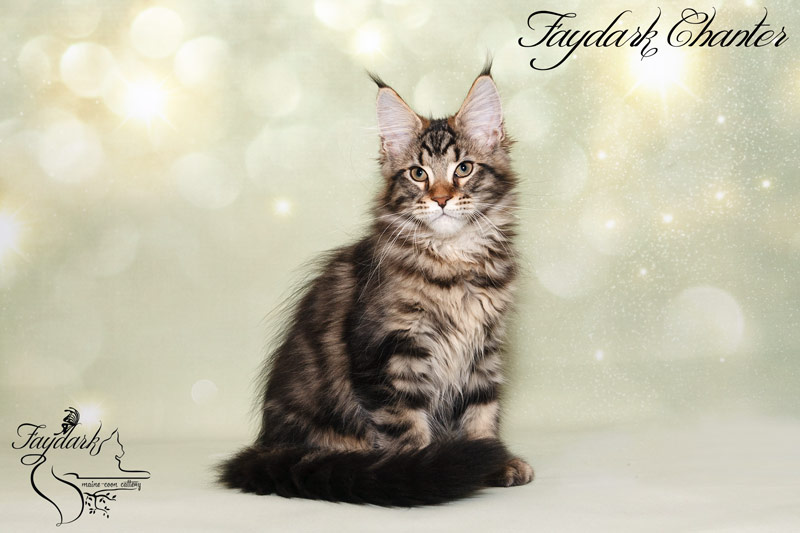 Faydark Chanter - Кошеня мейн-кун 3,5 місяця