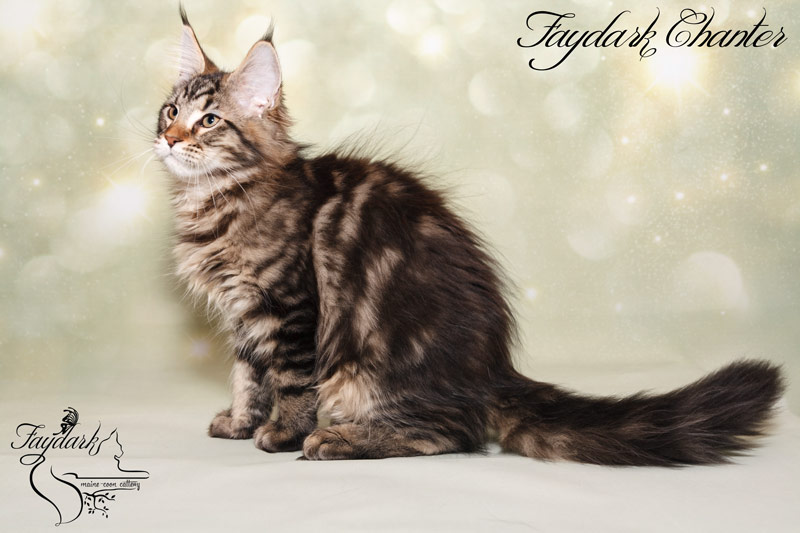 Faydark Chanter - Кошеня мейн-кун 3,5 місяця