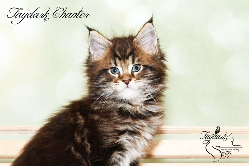 Faydark Chanter - Кошеня мейн-кун 1 місяць 2 тижні