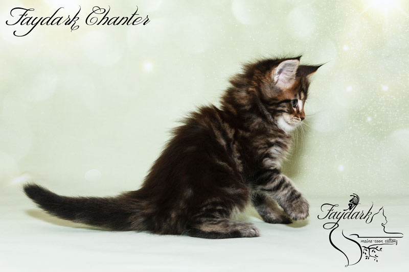 Faydark Chanter - Кошеня мейн-кун 1 місяць 2 тижні