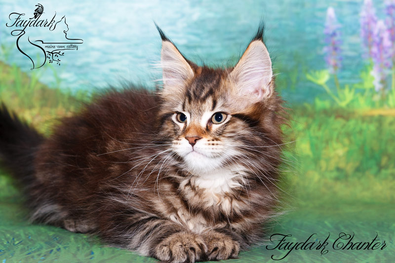 Faydark Chanter - Кошеня мейн-кун 2,5 місяця
