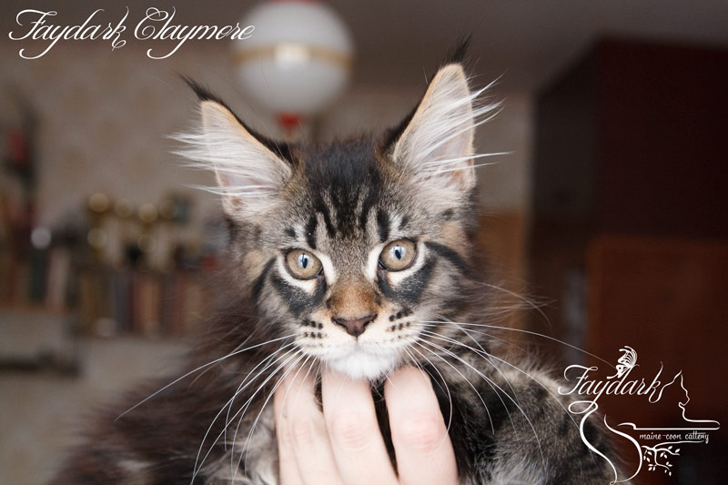 Faydark Claymore - Котенок мейн-кун 3 месяца