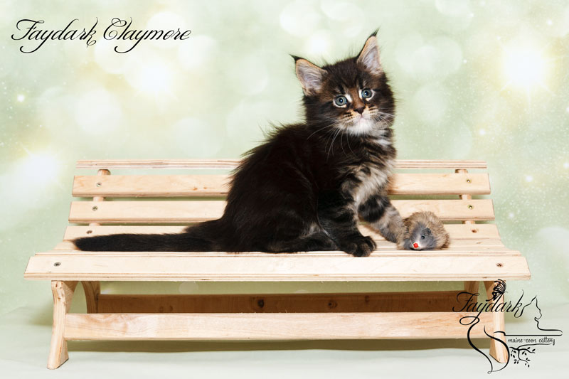 Faydark Claymore - Котенок мейн-кун 1 месяц 2 недели